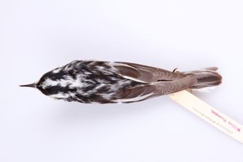 Media type: image;   Ornithology 208093 Description: Mniotilta varia;  Aspect: dorsal